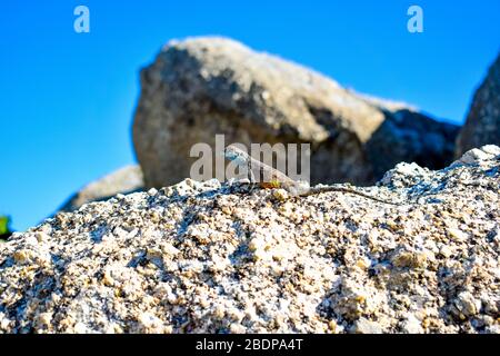 a little dragon on a rock Stock Photo