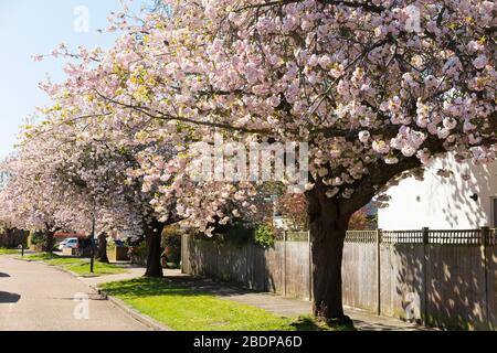 Spring blossom flower / flowers & trees on what is thought to be a flowering ornamental Cherry, in a tree lined Street / Road in Hampton, Middlesex, UK. (116) Stock Photo