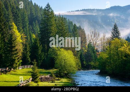 mountain river on a misty sunrise. gorgeous landscape with fog rolling above the trees in fresh green foliage on the shore in the distance. beautiful Stock Photo
