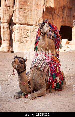 Pair of camels in the ancient city of Petra,  Jordan. Stock Photo