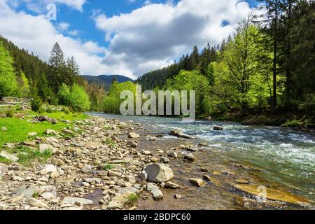 landscape with mountain river among spruce forest. beautiful sunny morning  in springtime. grassy river bank and