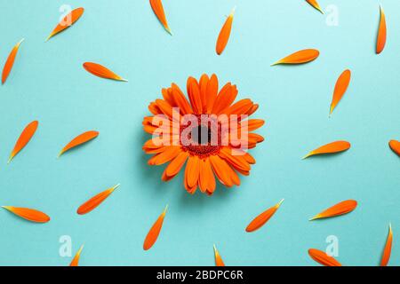 Orange gerbera daisy flowers with petals on blue background. Floral composition, flat lay, top view Stock Photo