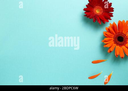 Red orange gerbera daisy flowers on blue background. Floral composition, flat lay, top view, copy space Stock Photo