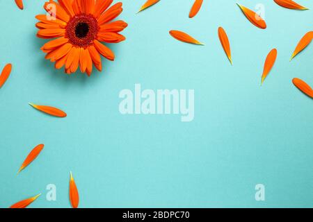Orange gerbera daisy flowers with petals on blue background. Floral composition, flat lay, top view, copy space Stock Photo