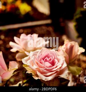 Close-up of a pink rose (genus Rosa) in ancient photo-style. Stock Photo