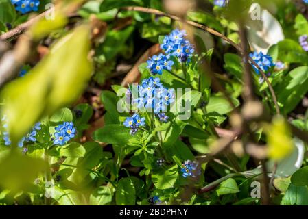 Forgetmenot blue flowers. Stock Photo