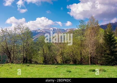 great outdoors on a sunny springtime day. beautiful countryside landscape in mountains. forest behind the meadow covered in fresh green grass. borzhav Stock Photo