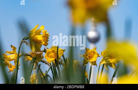 Berlin, Germany. 09th Apr, 2020. Easter bells frame the television tower. Credit: Paul Zinken/dpa-zb-Zentralbild/dpa/Alamy Live News Stock Photo