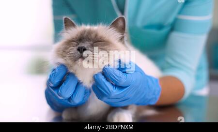 Professional female vet examining and cuddling a pet on the examination table, veterinary clinic concept Stock Photo