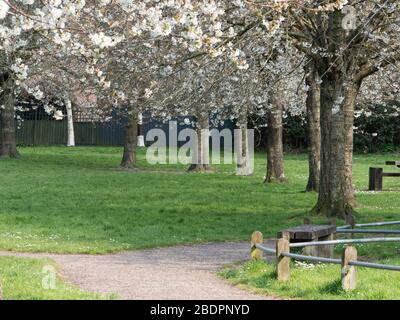 Cherry blossom (Prunus avian) trees on grass in local park, Westbury, Wiltshire, UK. Stock Photo
