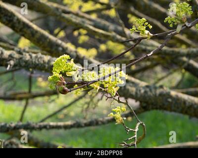 Norway maple (Acer platanoides) coming into leaf in springtime. Stock Photo