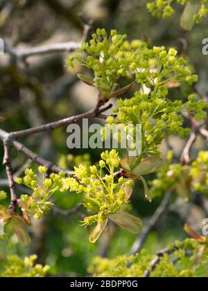 Norway maple (Acer platanoides) coming into leaf in springtime. Stock Photo