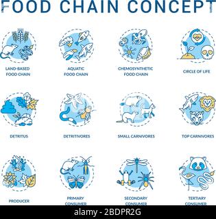 Food chain concept icons set. Primary, secondary and tertiary consumers. Small and top carnivores. Life cycle idea thin line RGB color illustrations Stock Vector