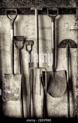 Black and white shot of some old gardening tools including spades and forks hanging against a shed wall Stock Photo