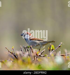 House Sparrow (Passer domesticus) male, in a hedge Stock Photo