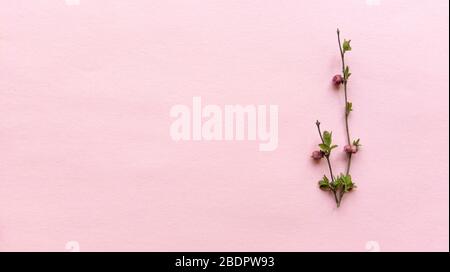 Minimalistic branches with leaves and berries on a light pink color background with pastel texture. Simple flat lay with copy space. Floral concept Stock Photo