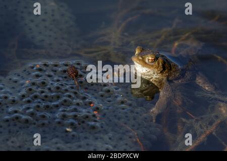 Erdkröte (Bufo bufo) und Laich vom Grasfrosch Stock Photo