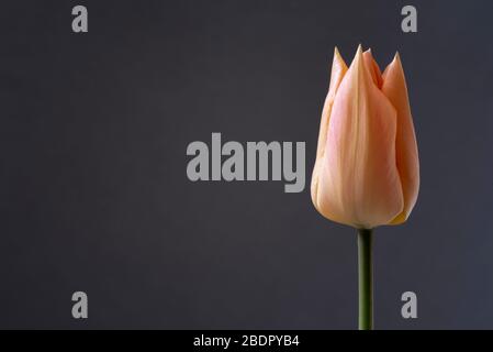 Single tulip  isolated on a grey background. Stock Photo