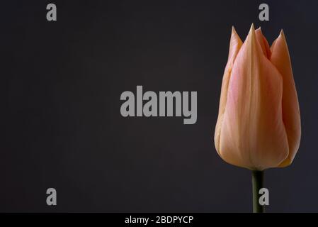 Single tulip  isolated on a grey background. Stock Photo