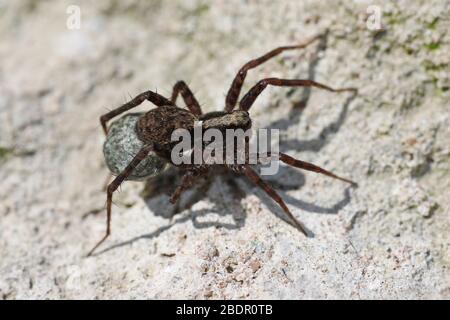 Female Wolf Spider Pardosa sp. carrying Egg Sac Stock Photo