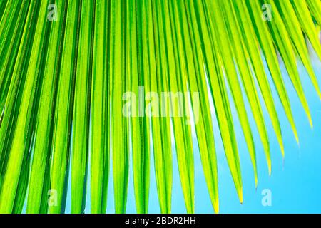 Tropical coconut palm leaf texture in garden, abstract green yellow leaf background. Close up. Summer exotic concept. Stock Photo