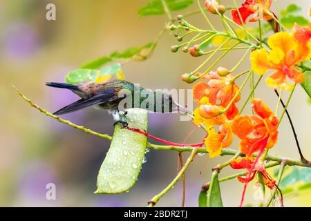 A juvenile Copper-rumped hummingbird feeding on the Pride of Barbados flowers with rain droplets on the plant. Stock Photo