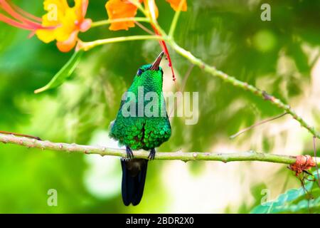 A Copper-rumped hummingbird resting in a Pride of Barbados tree in a tropical garden. Stock Photo