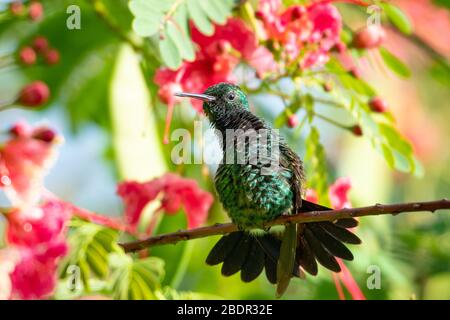 A Copper-rumped hummingbird sunbathing in the bright sunlight in a Pride of Barbados tree with pink flowers blurred in the background. Stock Photo