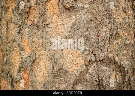 Tree Bark Texture/Pattern  close-up Background Macro Stock Photography Image Stock Photo