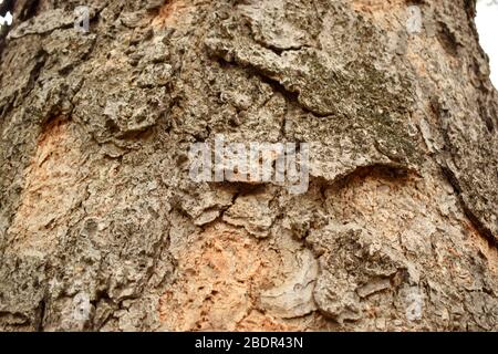 Tree Bark Texture/Pattern  close-up Background Macro Stock Photography Image Stock Photo
