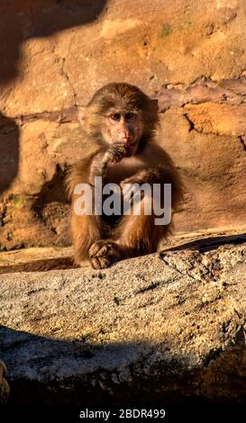 Baby Baboon at Paignton Zoo, Devon, UK Stock Photo