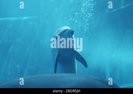 Dolphins underwater at the Genova aquarium Stock Photo