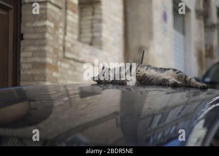 Cat sleeping on a car outdoor Stock Photo
