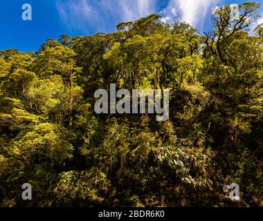 A green wall at Falls Creek, Hollyford Valley, Southland, New Zealand Stock Photo