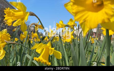 Berlin, Germany. 09th Apr, 2020. Easter bells, in the background the television tower. Credit: Paul Zinken/dpa-zb-Zentralbild/dpa/Alamy Live News Stock Photo