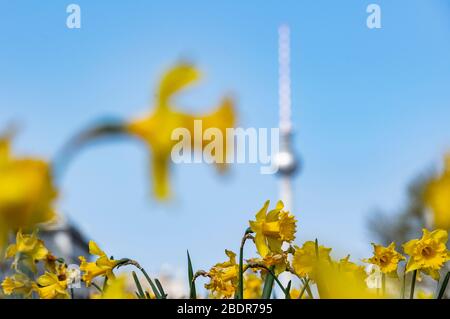 Berlin, Germany. 09th Apr, 2020. Easter bells frame the television tower. Credit: Paul Zinken/dpa-zb-Zentralbild/dpa/Alamy Live News Stock Photo