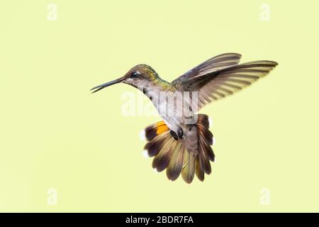 A female Ruby Topaz (Chrysolampis mosquitus) hummingbird hovering in the air with a plain background. Stock Photo