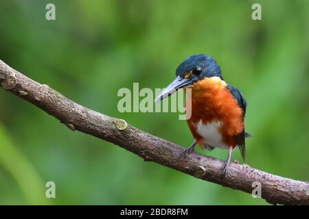 American Pygmy Kingfisher in a Costa Rica river
