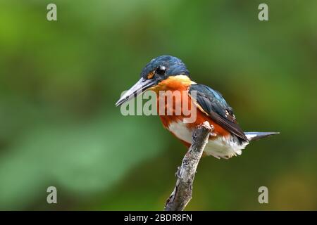 American Pygmy Kingfisher in a Costa Rica river