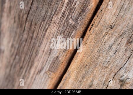 Dry Peeled Tree Bark Texture background Macro Stock Photography Image Stock Photo