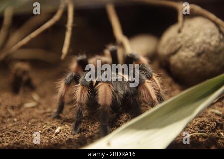 Spider in captivity closeup Stock Photo