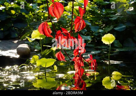 Red sun of climb down into the pond Stock Photo