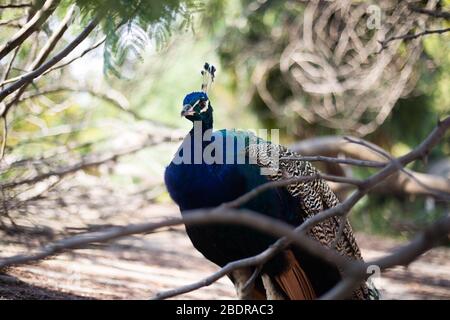 Portrait of beautiful peacock with feathers out Stock Photo