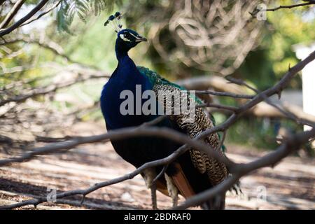 Portrait of beautiful peacock with feathers out Stock Photo