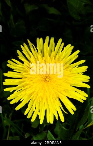Dandelion flower Taraxacum officinale overhead view from above, growing in a UK lawn. Stock Photo