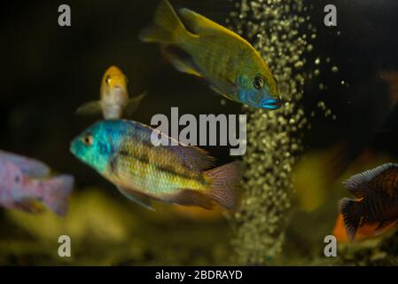 beautiful venustus cichlid  male swimming in aquarium Stock Photo