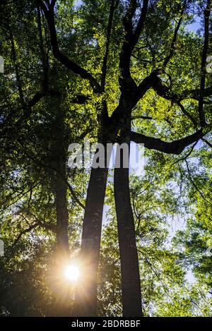 Sun peeking through new spring growth of oak trees in North Central Florida. Stock Photo