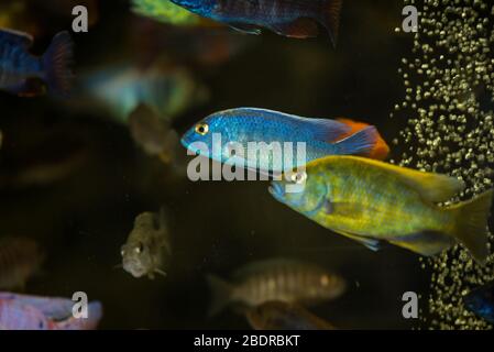 Colorful many mbuna cichlids swimming in aquarium Stock Photo