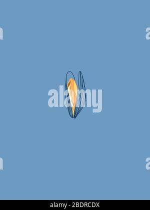 Hand Drawn Orange Mussel Sketch Design Drawing on Blue. Gourmand Restaurant Design. Line Art Stock Vector