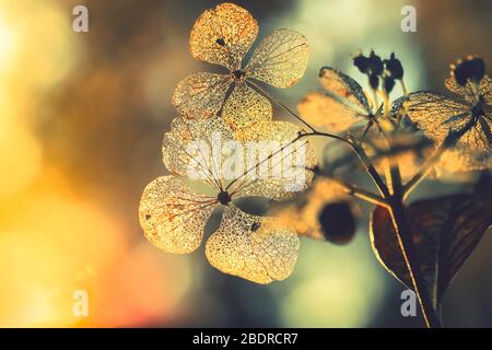 Selective focus on petal of dry hydrangea flower with nature green background Stock Photo